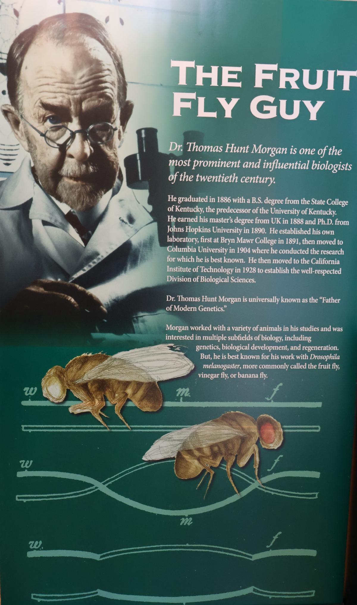 A photo of a poster from the Lexington History Museum of Dr. Thomas Hunt Morgan "The Fruit Fly Guy". There is also a description with additional phots of Drosophila melanogaster.