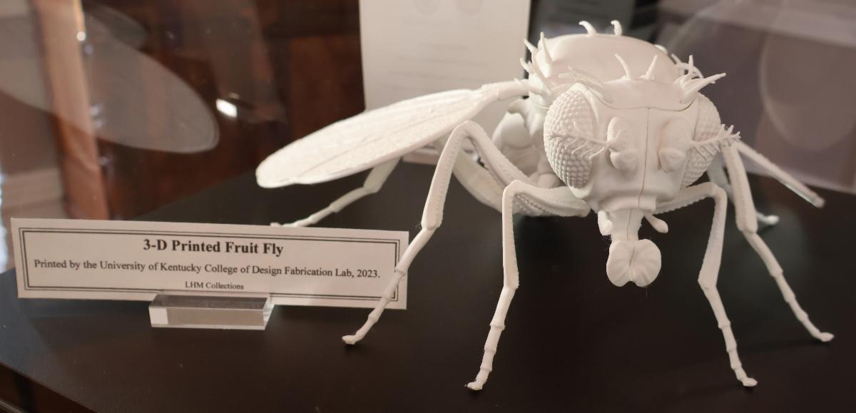 A picture of a 3-D printed fruit fly in a glass display case. 