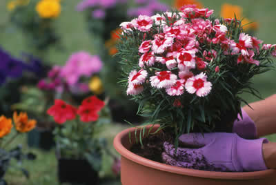 repotting-flowers.jpg