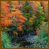 trees-square-sm.jpg