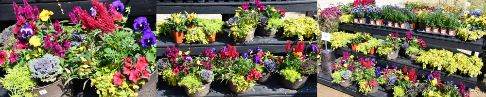 New Fall Dish Gardens have just arrived