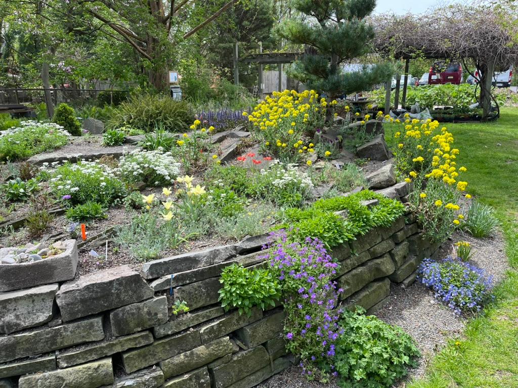 Various flowers growing on and around a rock wall.
