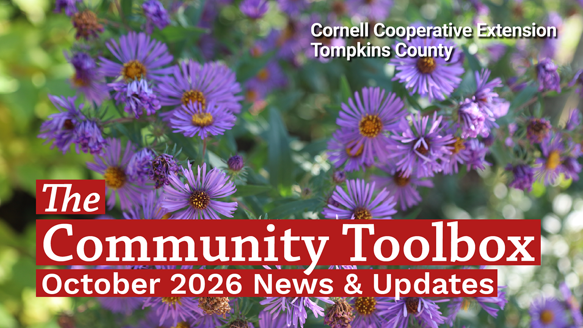 A cluster of aster flowers with text The Community Toolbox, October 2026 News and Updates