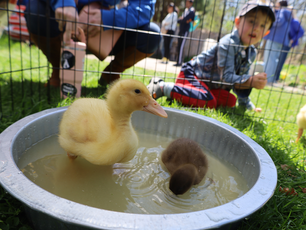 Two ducklings stand in a basin of water with people crouching behind.