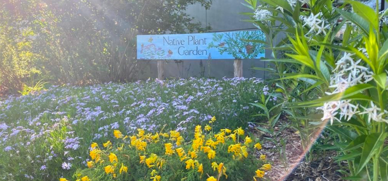 Dozens of flowers growing in a garden with a hand painted sign "Native Plant Garden"