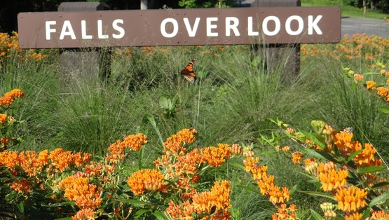 Clusters of flowers grow under a Falls Overlook sign.