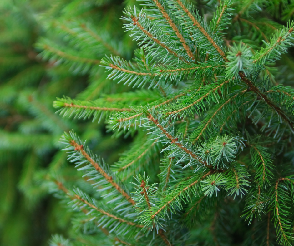 Murray City December 2021 Newsletter