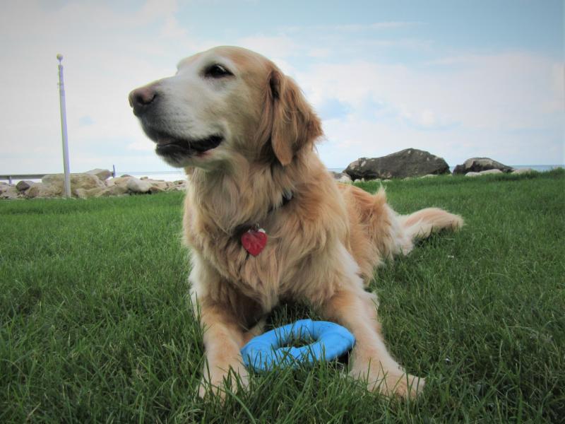 Foster Homes & Event Reminders