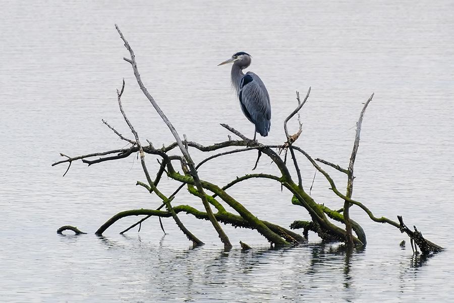 Heron in stillness