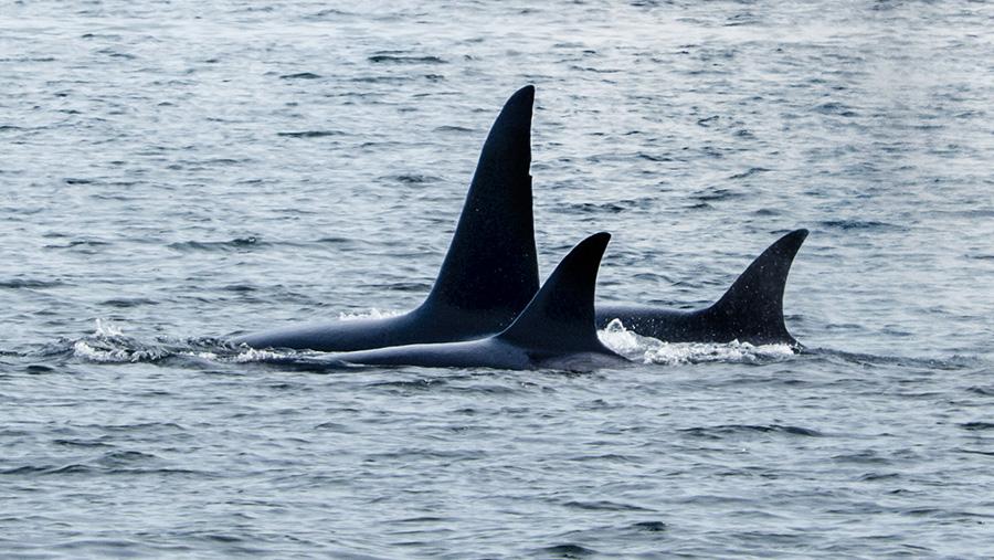 Three Orcas