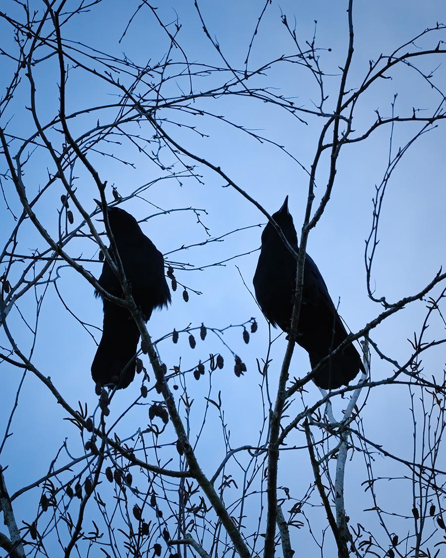Two Crows