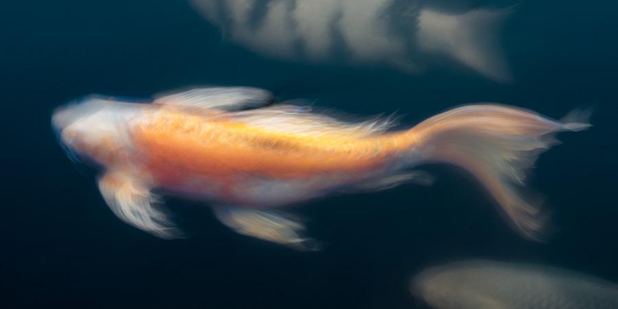Golden Fish