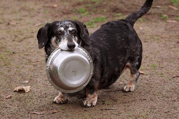 Dog holding a bowl in its mouth
