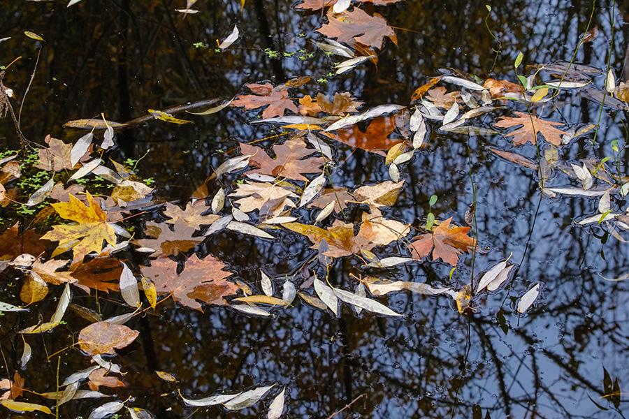 Colorful autumn leaves floating on the surface of a pond