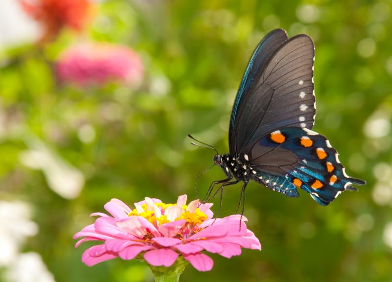 swallowtail_butterfly.jpg