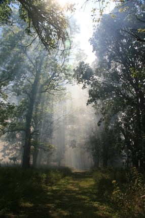 Sunlight cascading through the canopy of the bur oak forest.