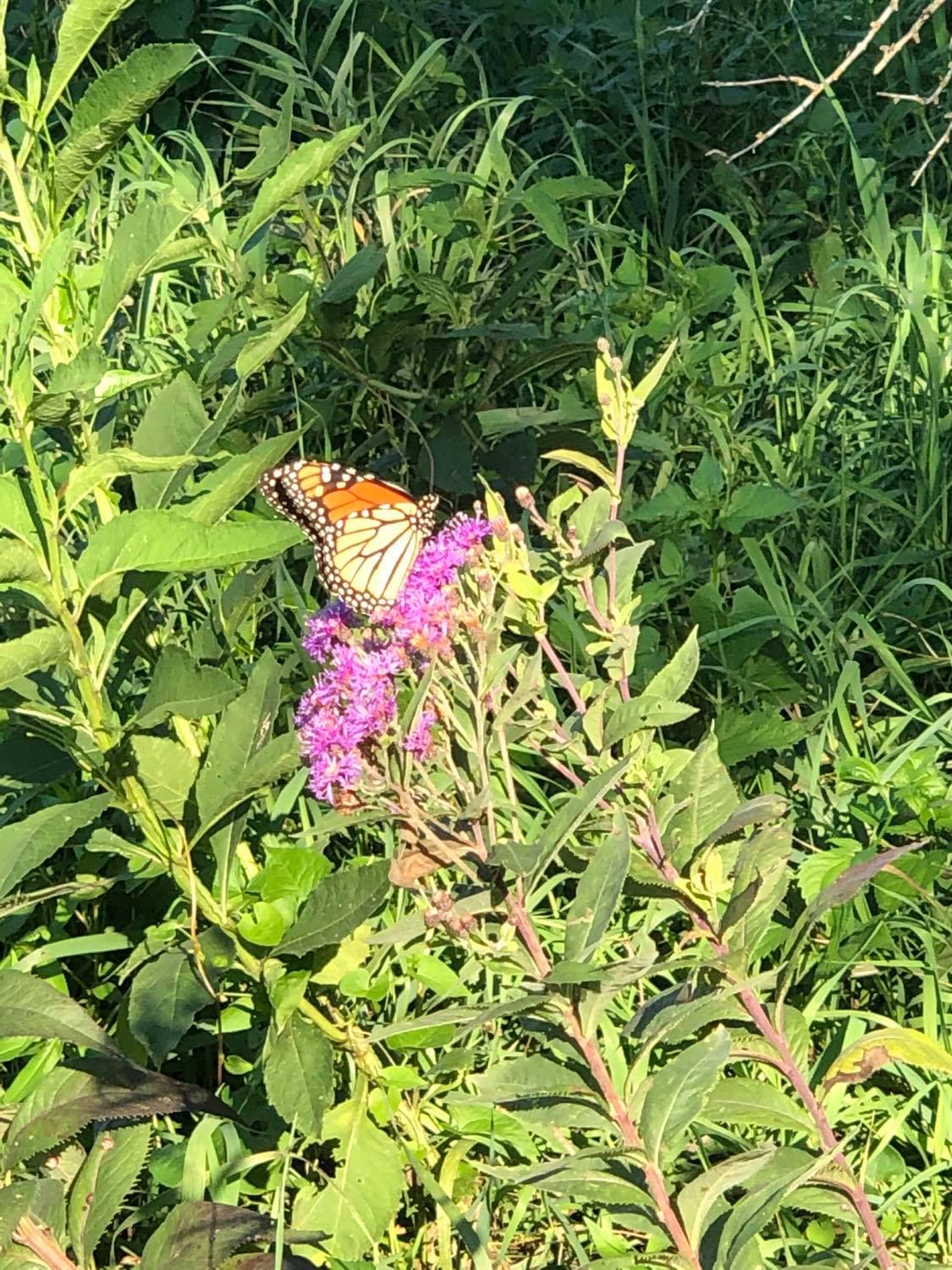 This is a male monarch_butterfly__Danaus plexippus_ nectaring on Ironweed _Veronia sp._