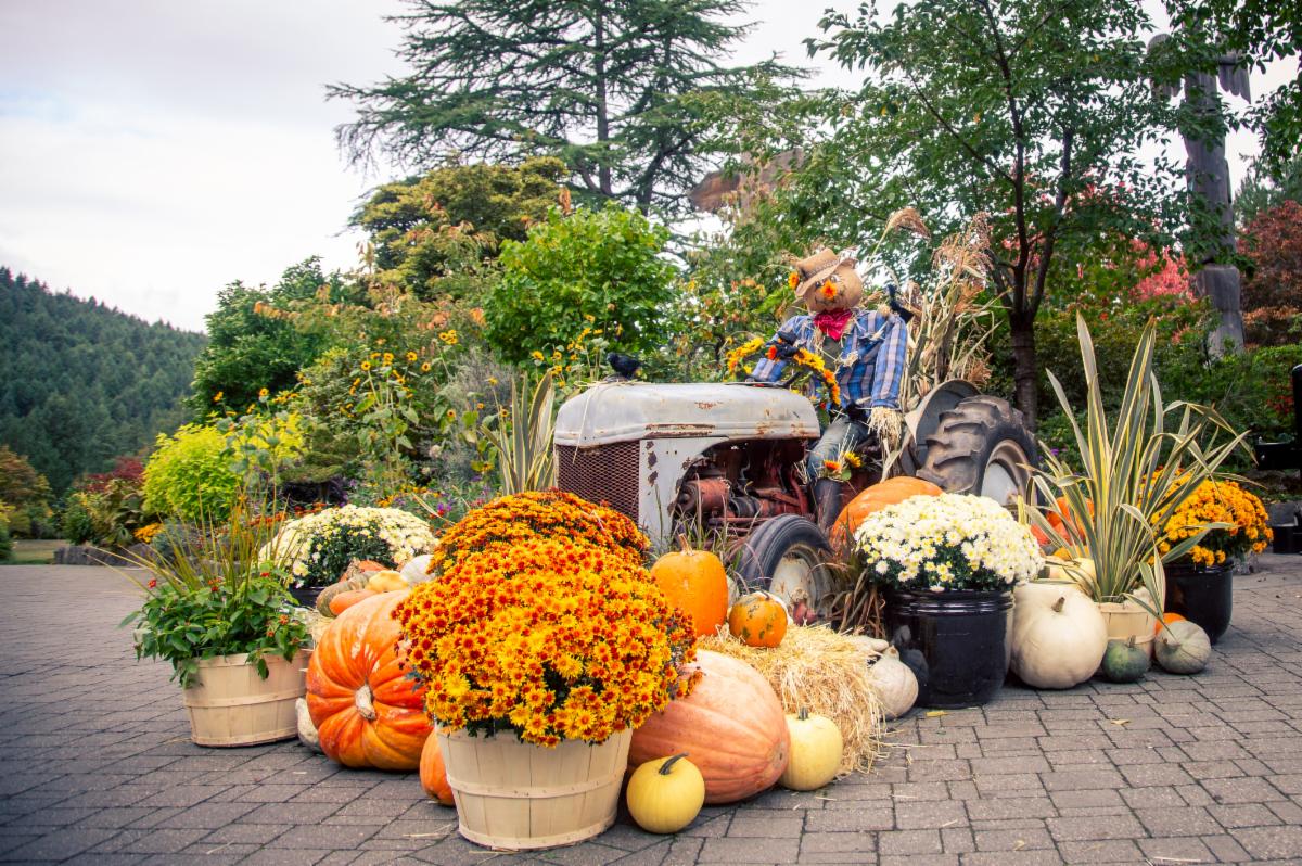 Autumn harvest display at Tahiru